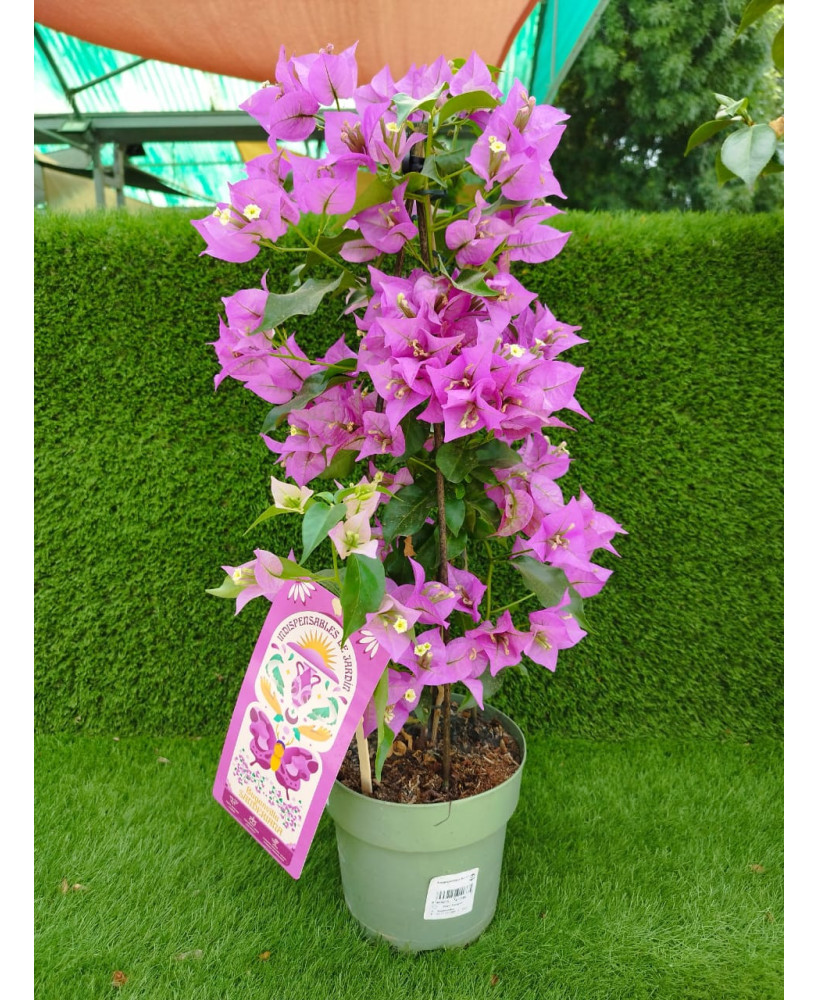 BOUGANVILLEA SANDERIANA M-17