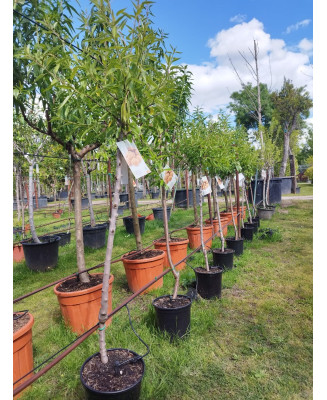 ALMENDRO PRUNUS DULCIS