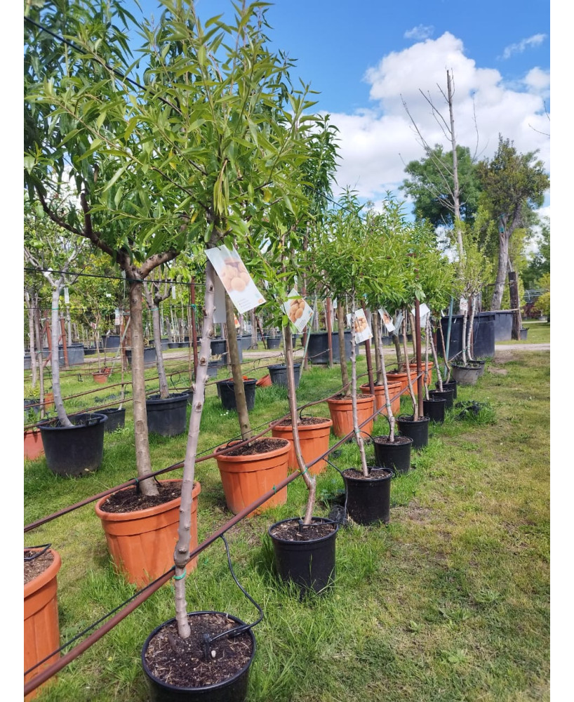 ALMENDRO PRUNUS DULCIS