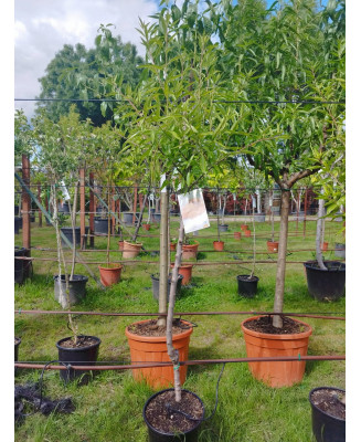 ALMENDRO PRUNUS DULCIS