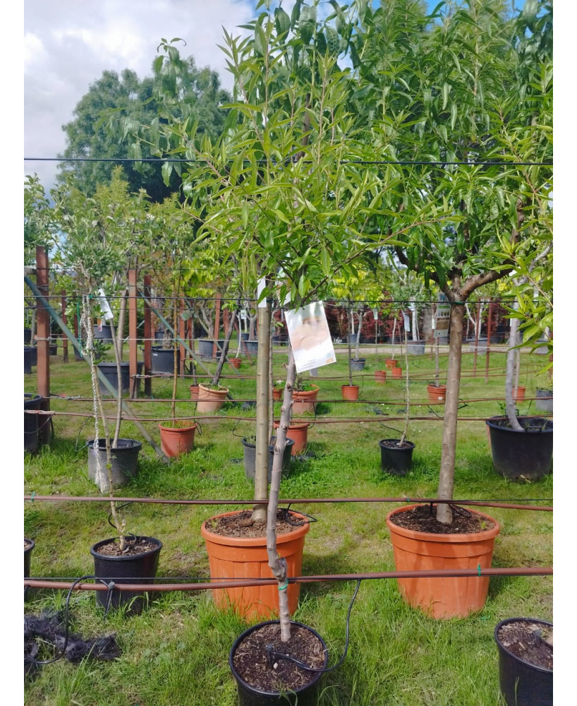 ALMENDRO PRUNUS DULCIS
