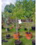 ALMENDRO PRUNUS DULCIS