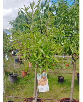 ALMENDRO PRUNUS DULCIS