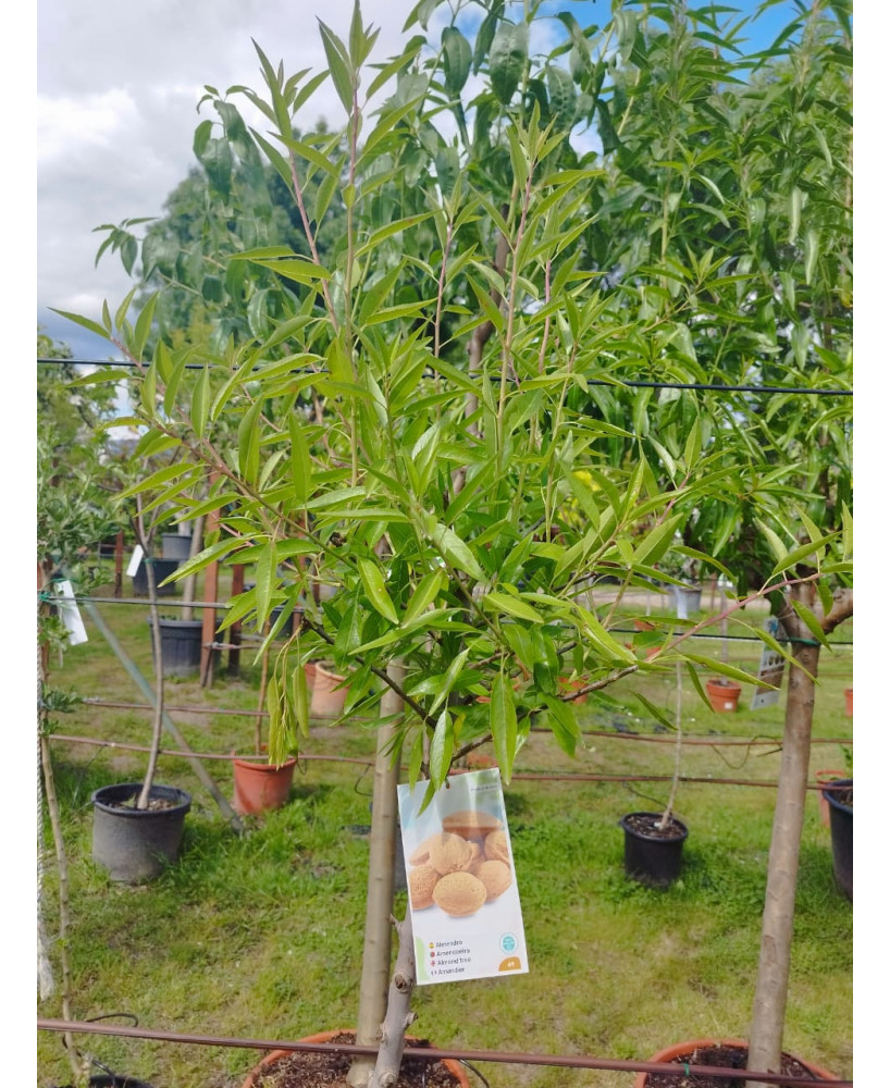 ALMENDRO PRUNUS DULCIS