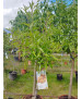 ALMENDRO PRUNUS DULCIS