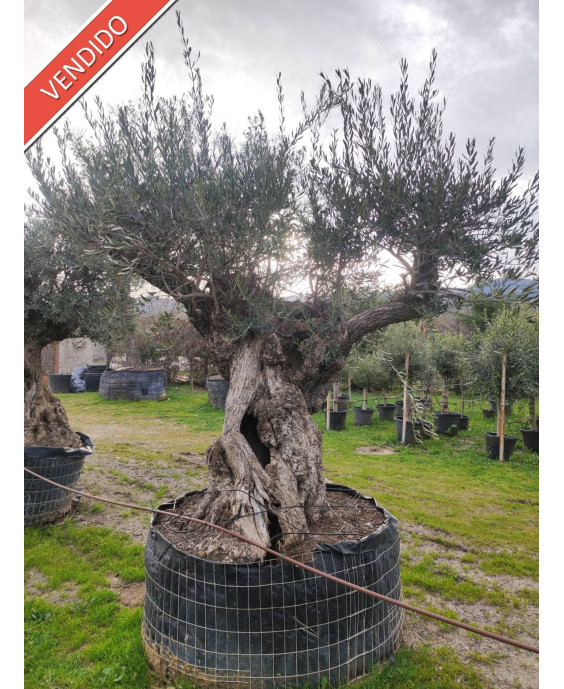 OLIVO EJEMPLAR 052