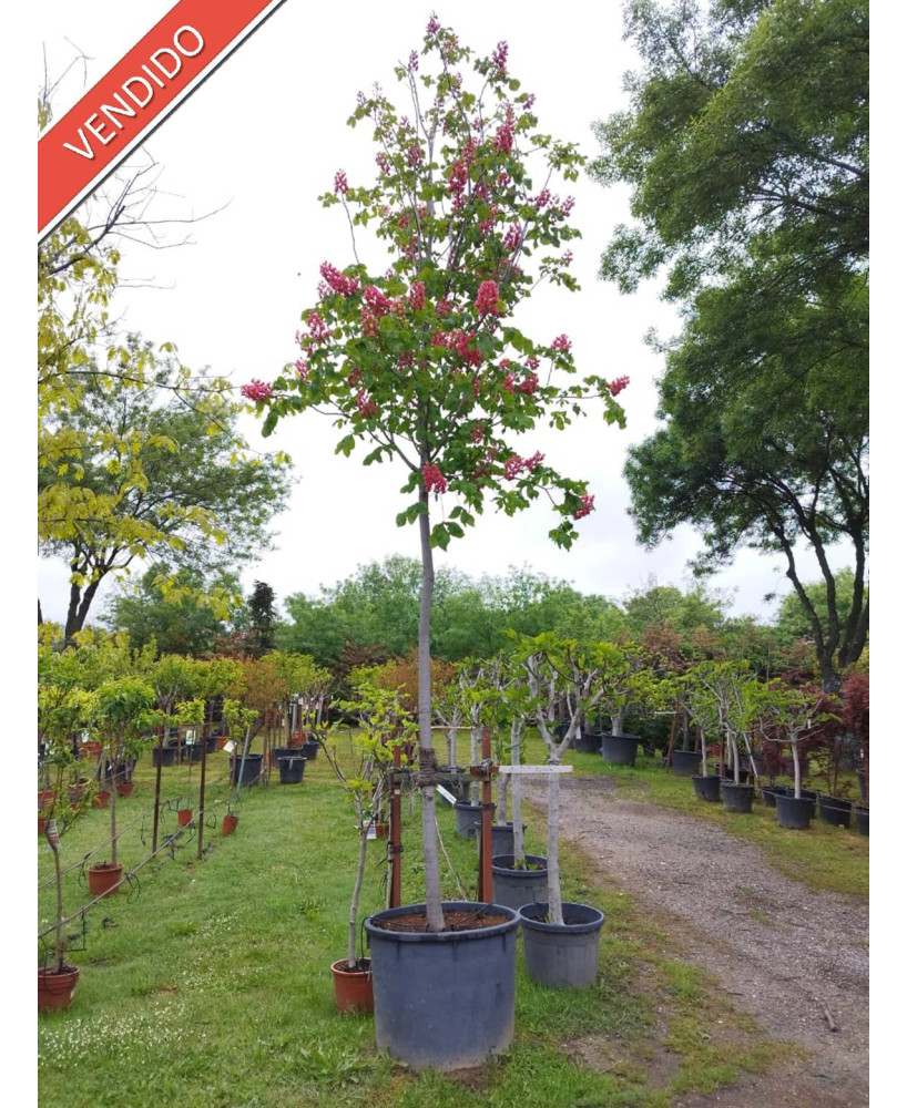 AESCULUS CARNEA BRIOTII 009