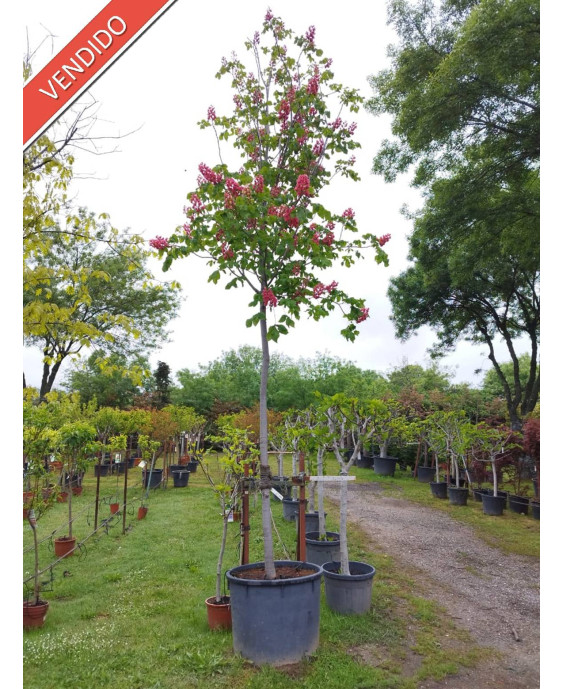 AESCULUS CARNEA BRIOTII 009