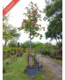 AESCULUS CARNEA BRIOTII 009
