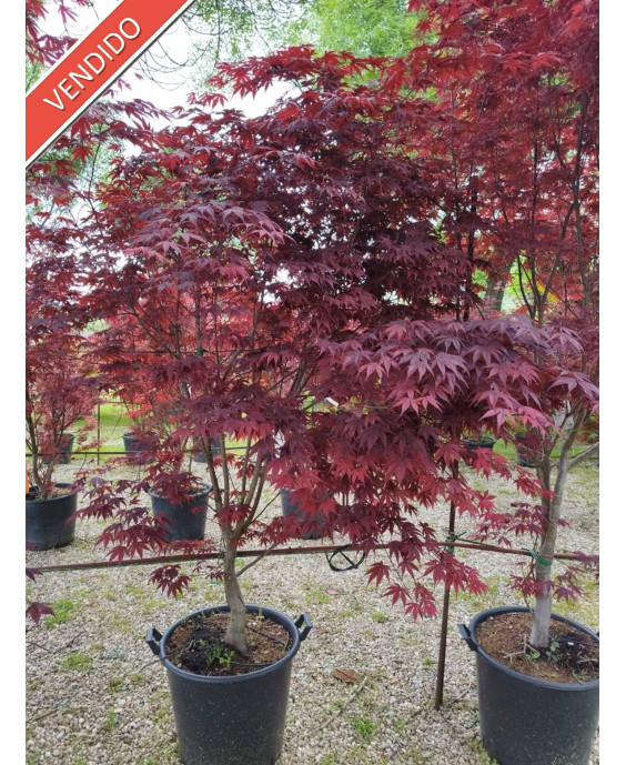 ACER PALMATUM BLOODGOOD 053