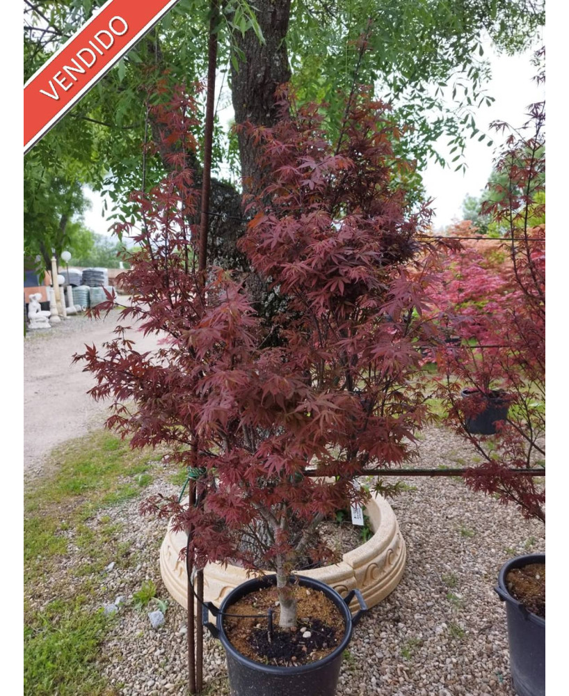 ACER PALMATUM SKEETER'S BROOM 057