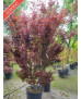 ACER PALMATUM SKEETEE'S BROOM 062