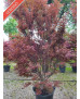 ACER PALMATUM SKEETEE'S BROOM 061