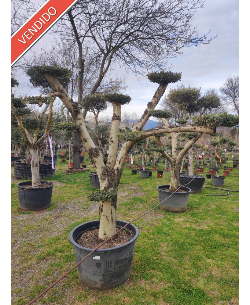 OLIVO PLATO ABERQUINA 062