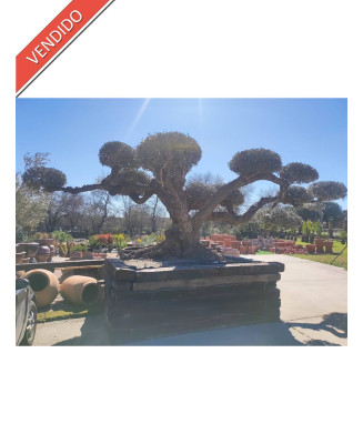 OLIVO EUROPERA MALLA BONSAI 001