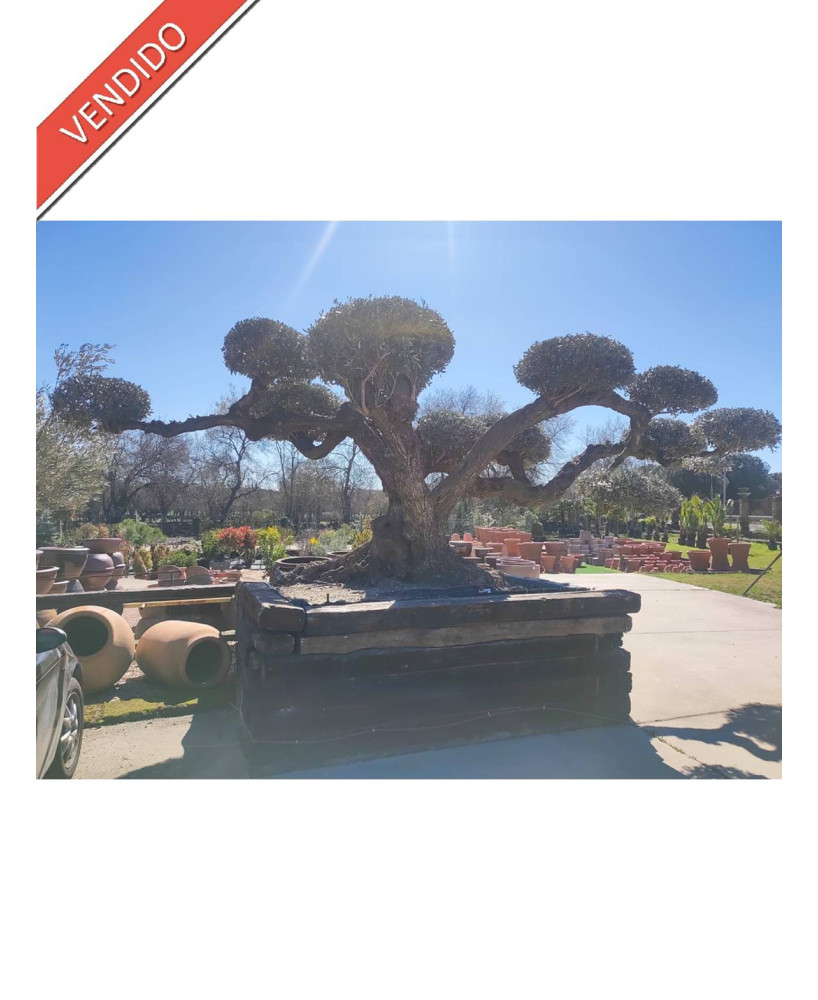 OLIVO EUROPERA MALLA BONSAI 001
