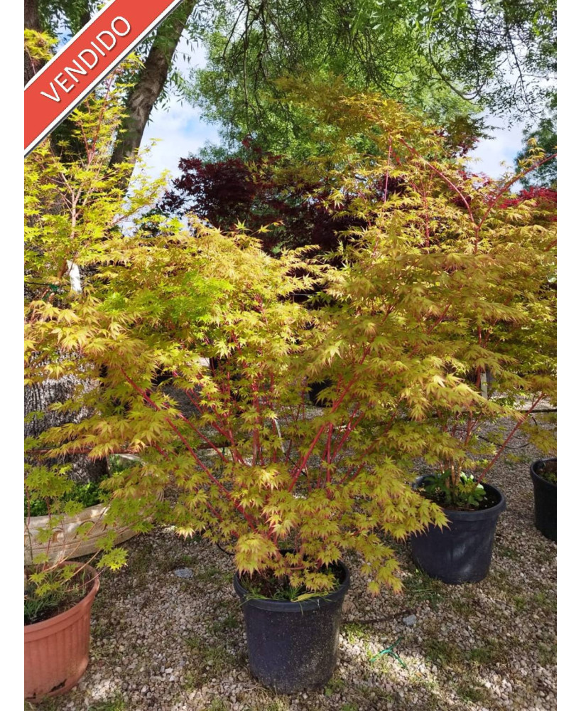 ACER PALMATUM SANGOKAKU 032