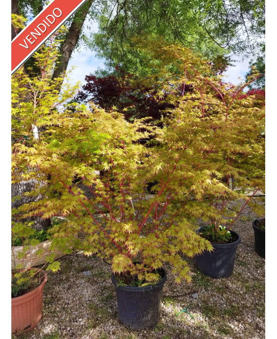 ACER PALMATUM SANGOKAKU 032