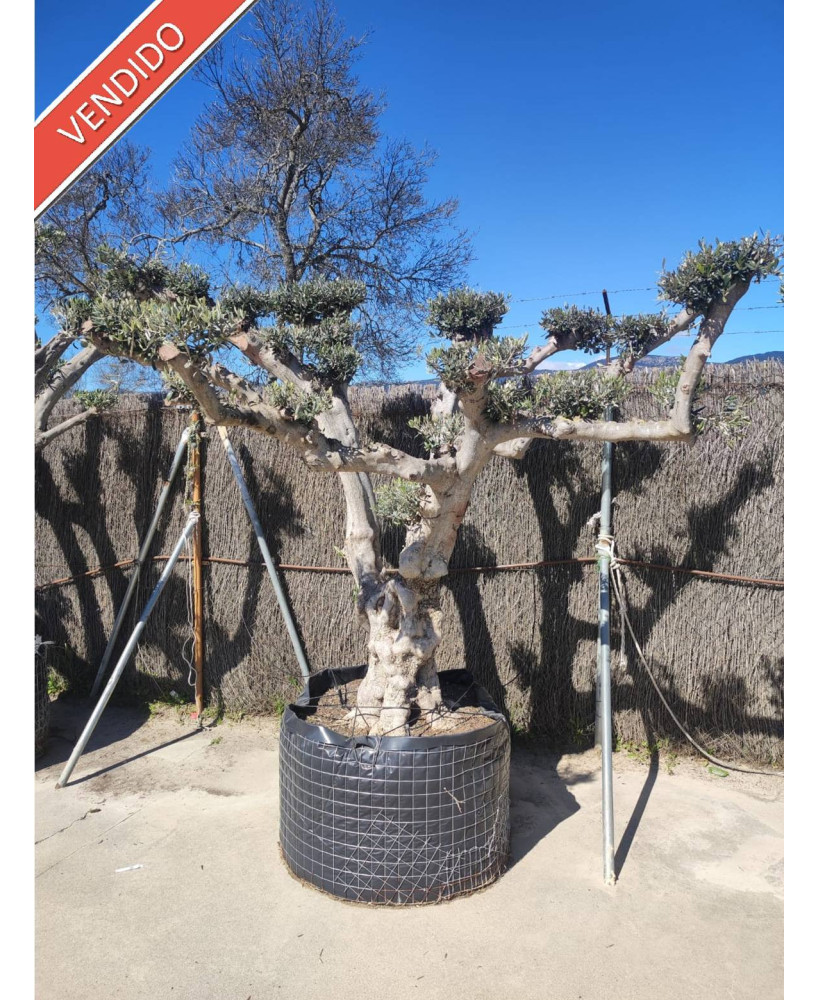 OLIVO EJEMPLAR 018