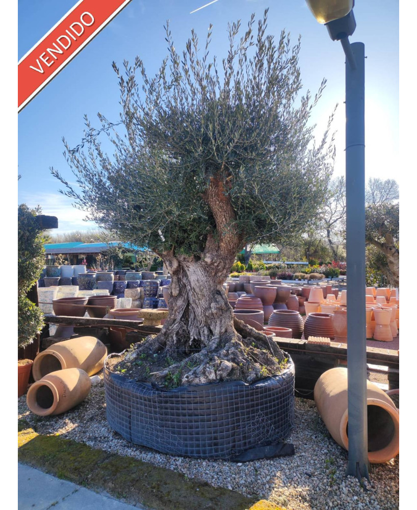 OLIVO 006