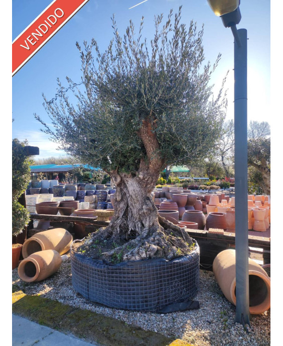 OLIVO 006