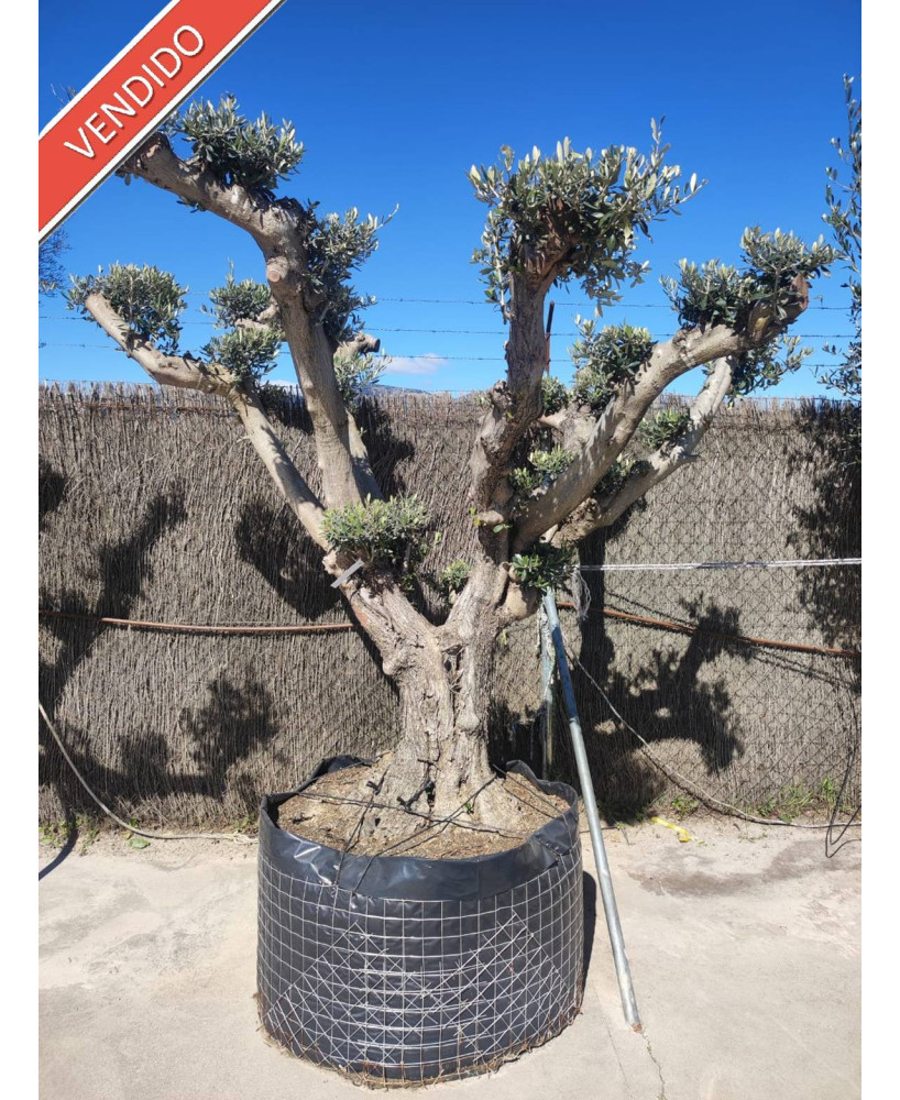 OLIVO EJEMPLAR 017