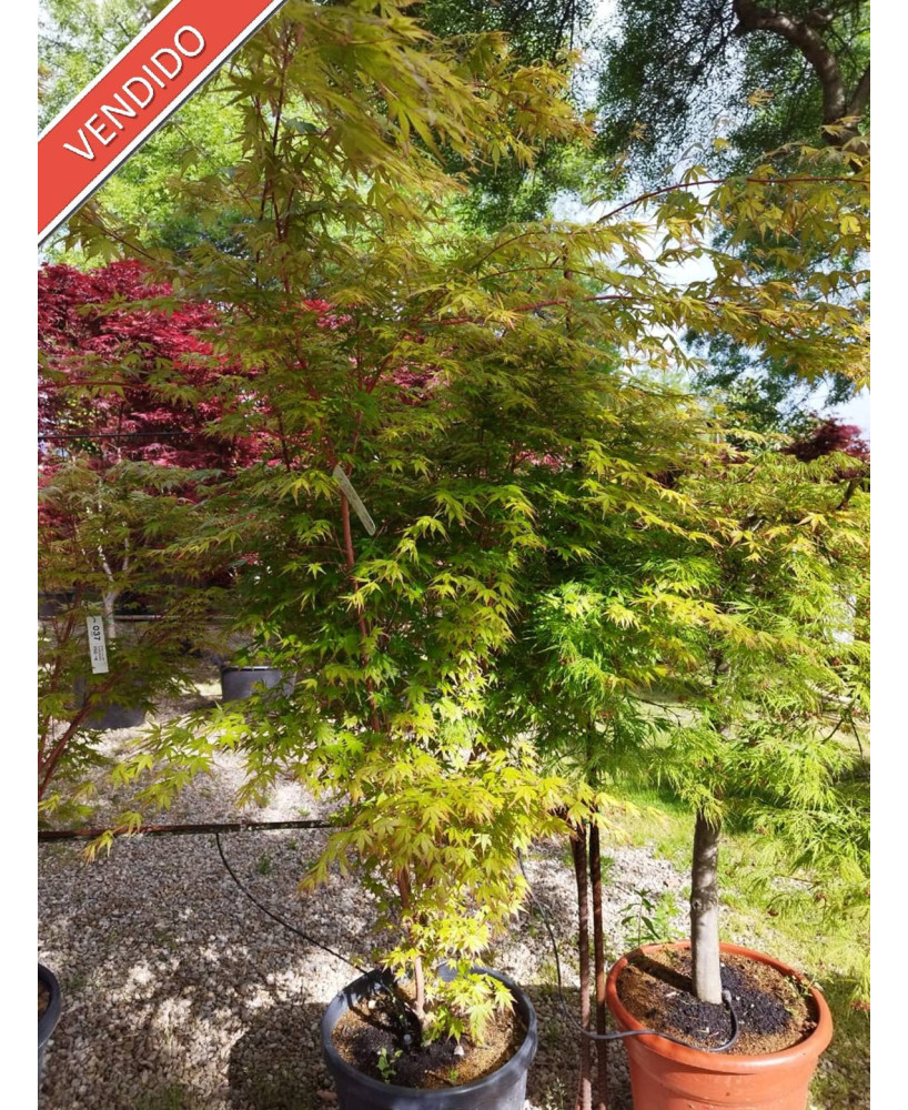 ACER PALMATUM SANGOKAKU 038