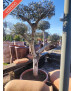 OLIVO BONSAI TARRINA 005
