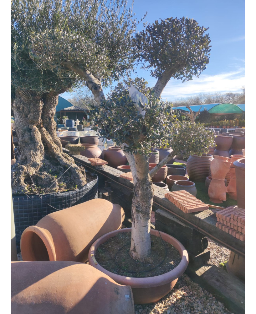 OLIVO BONSAI TARRINA 005