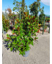 MAGNOLIA GRANDIFLORA 005