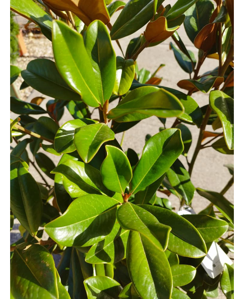 MAGNOLIA GRANDIFLORA 005