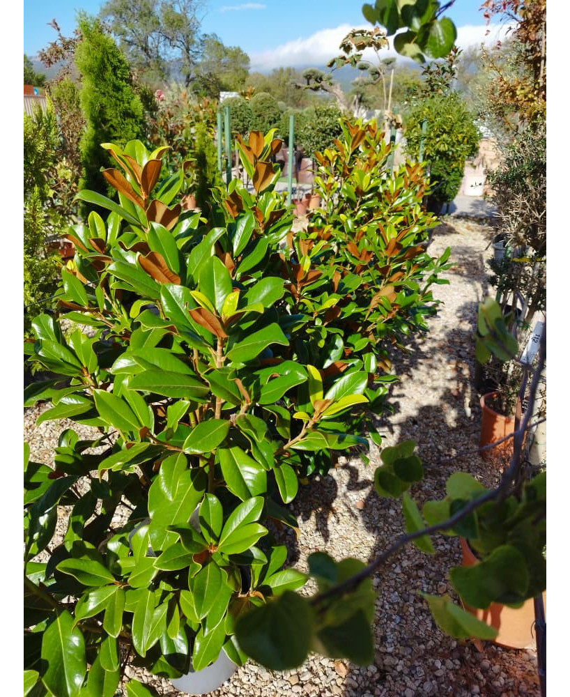 MAGNOLIA GRANDIFLORA 005