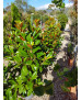 MAGNOLIA GRANDIFLORA 005
