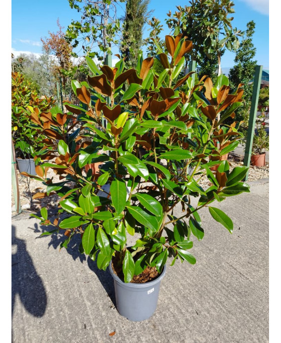 MAGNOLIA GRANDIFLORA 005