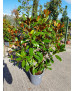 MAGNOLIA GRANDIFLORA 005