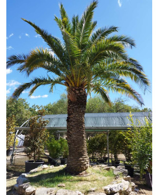PHOENIX CANARIENSIS