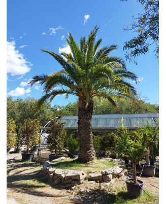 PHOENIX CANARIENSIS