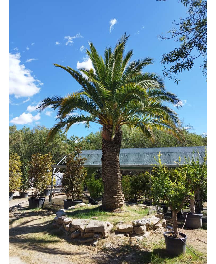 PHOENIX CANARIENSIS