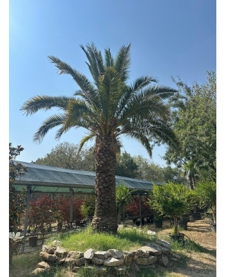 PHOENIX CANARIENSIS