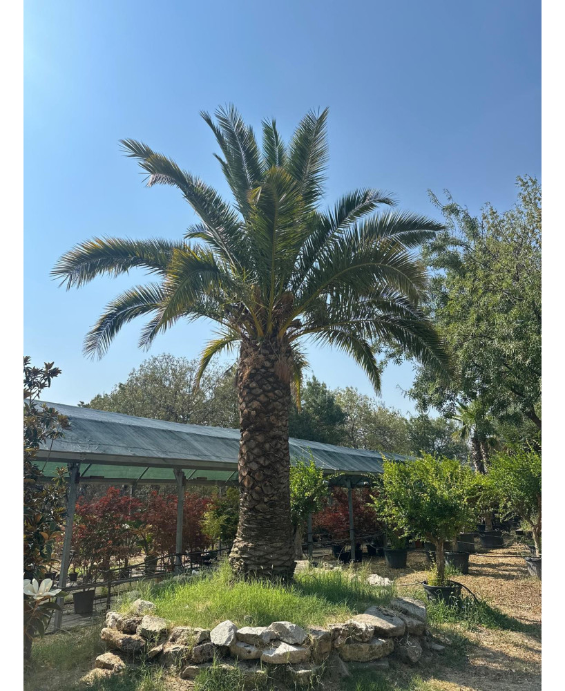 PHOENIX CANARIENSIS