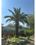 PHOENIX CANARIENSIS