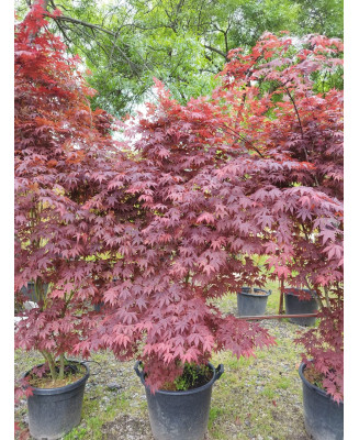 ACER PALMATUM ATROPURPUREUM 075
