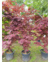 ACER PALMATUM ATROPURPUREUM 070