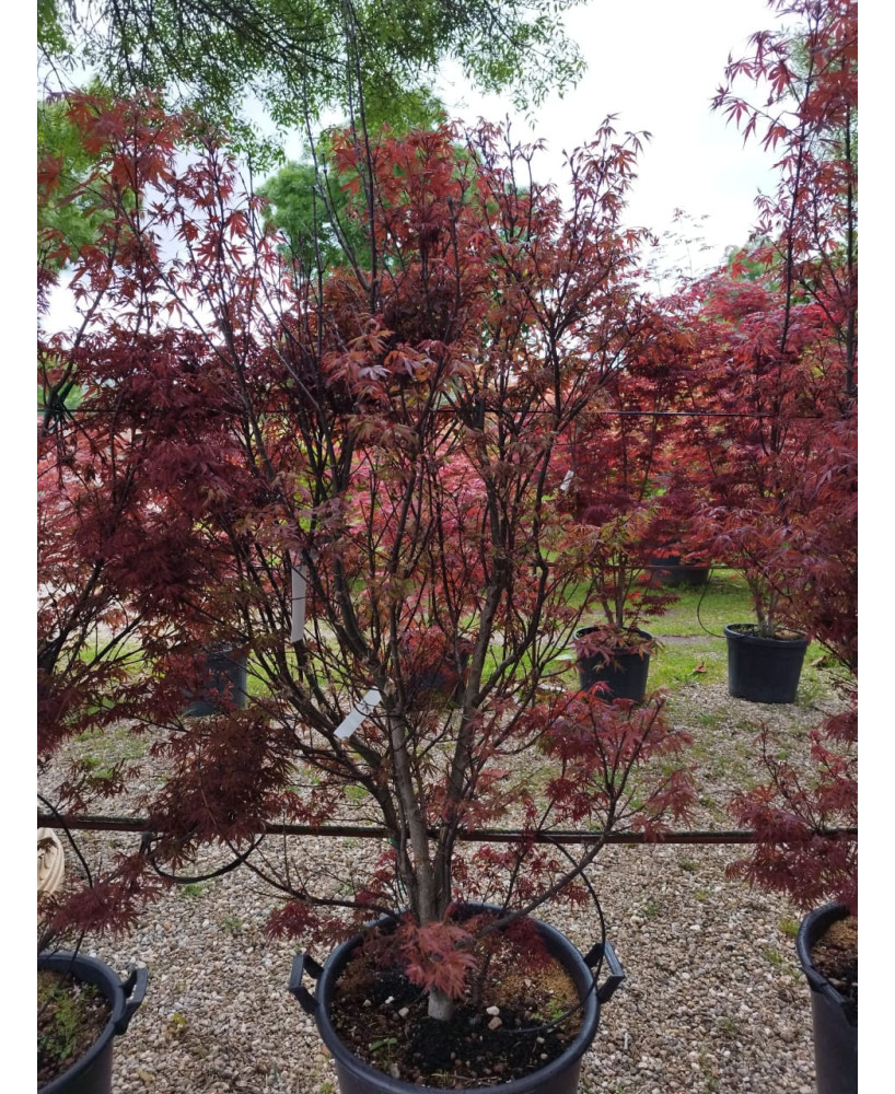 ACER PALMATUM SKEETEE'S BROOM 059