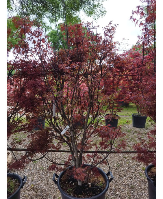 ACER PALMATUM SKEETEE'S BROOM 059