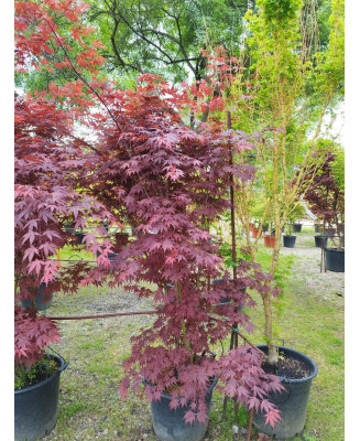 ACER PALMATUM ATROPURPUREUM 076