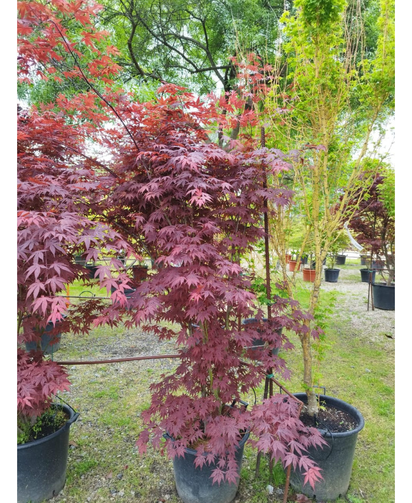 ACER PALMATUM ATROPURPUREUM 076