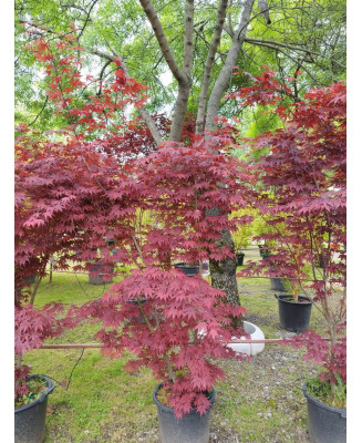 ACER PALMATUM ATROPURPUREUM 072