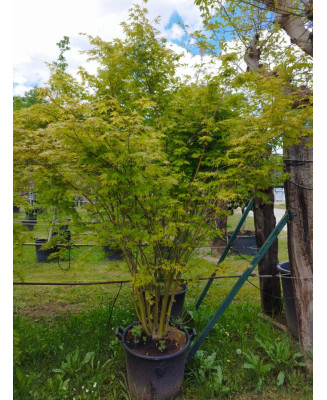 ACER PALMATUM VERDE 127