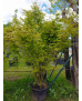 ACER PALMATUM VERDE 127